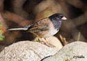 Junco hyemalis